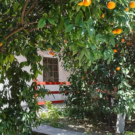 Cottonclub Толон