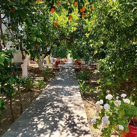 Cottonclub Толон